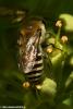 Colletes hederae